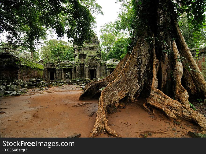 Ta Prohm temple, Cambodia