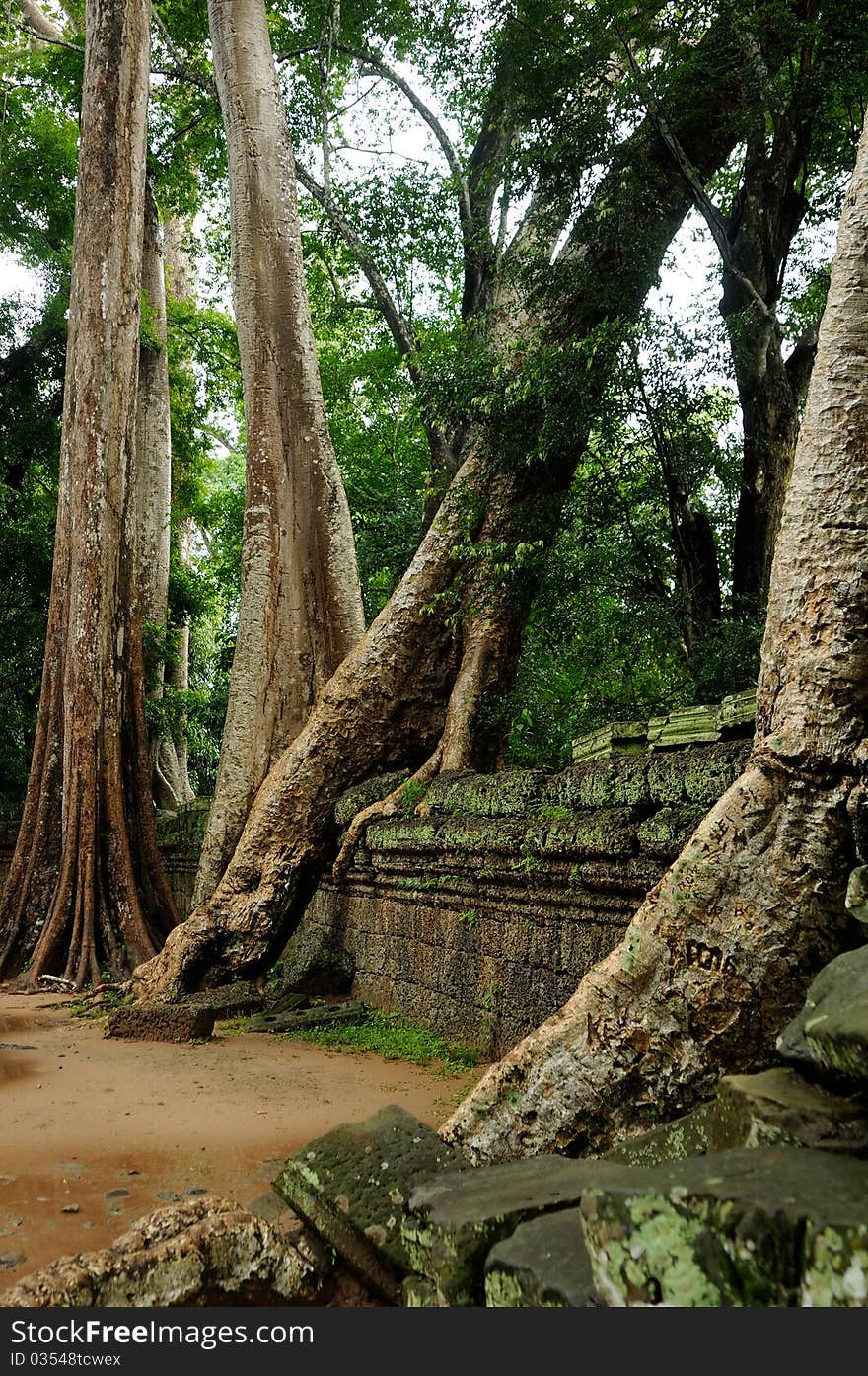 Angkor Wat - Ta Prohm temple, Cambodia