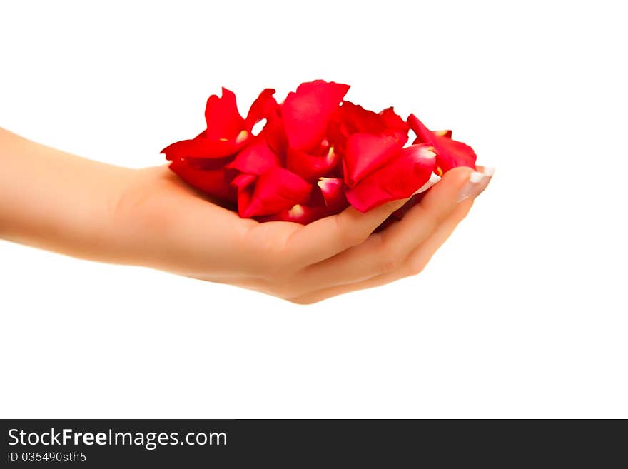 Red rose petals in woman's hand isolated on white