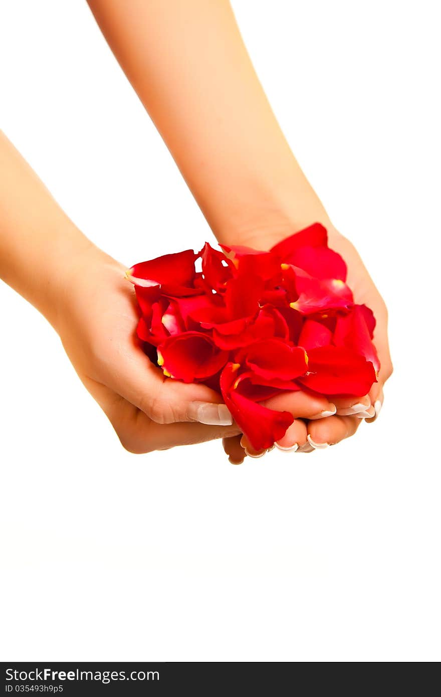 Red rose petals in woman's hand isolated on white