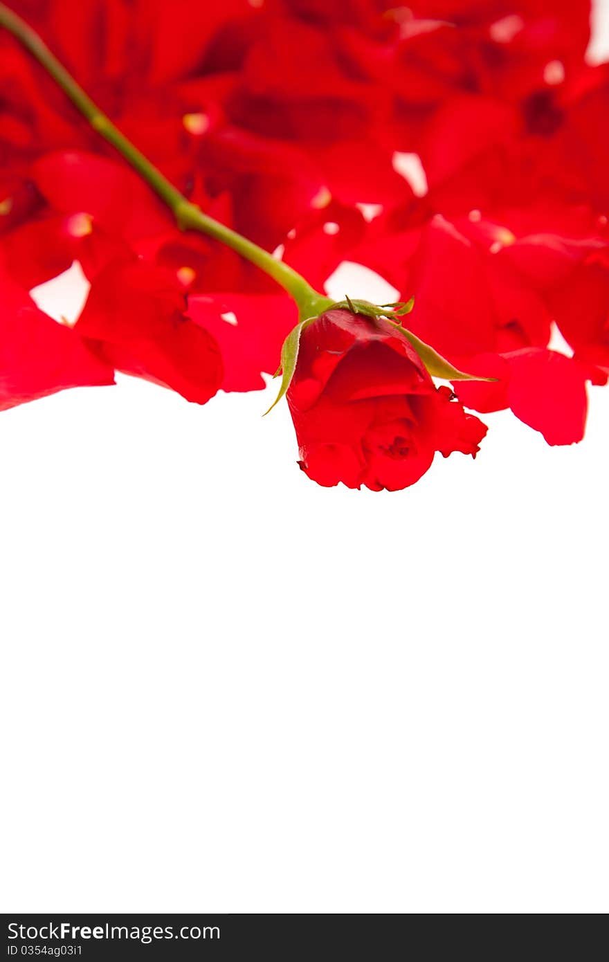 Red rose petals isolated on white - Valentine's Day