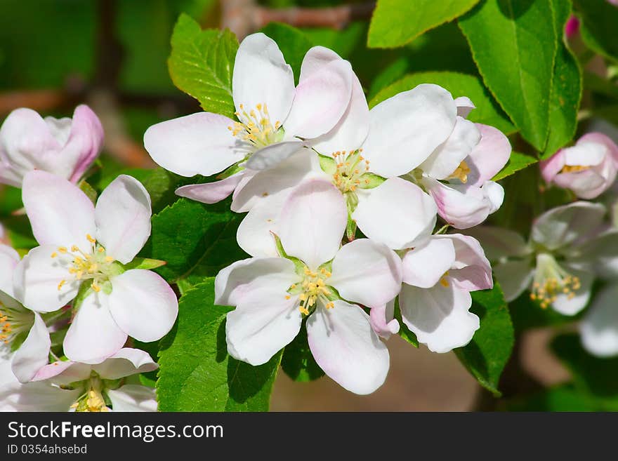 Blossoming apple garden in spring