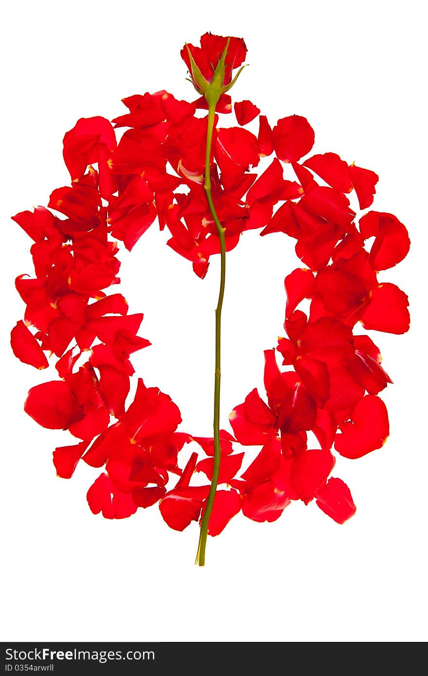 Red Rose Petals Isolated