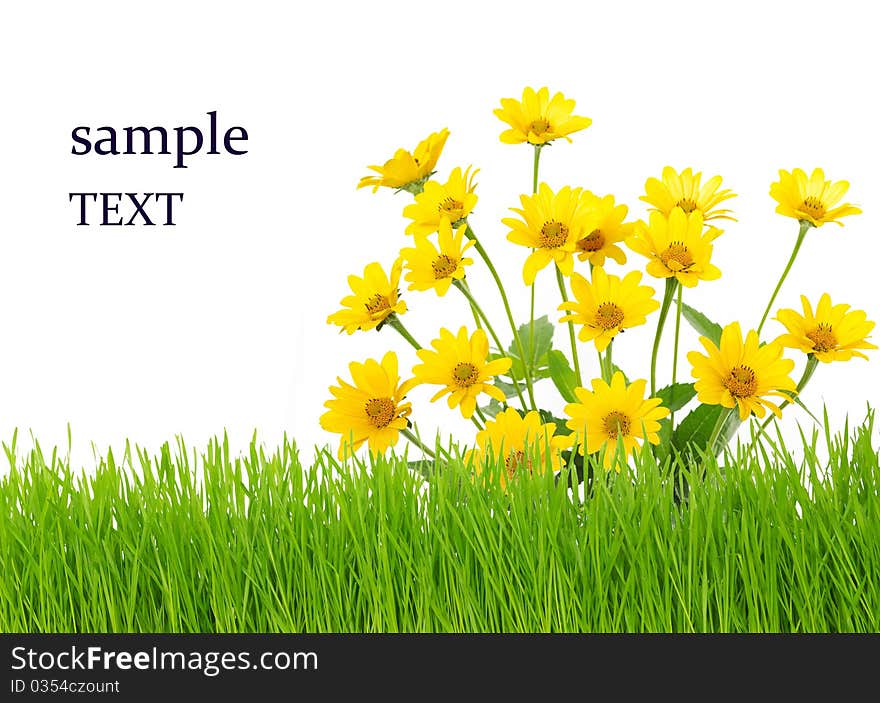 Yellow flower and green grass isolated on white. Yellow flower and green grass isolated on white