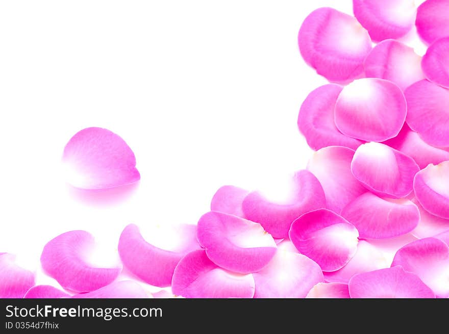 Pink rose petals isolated on white