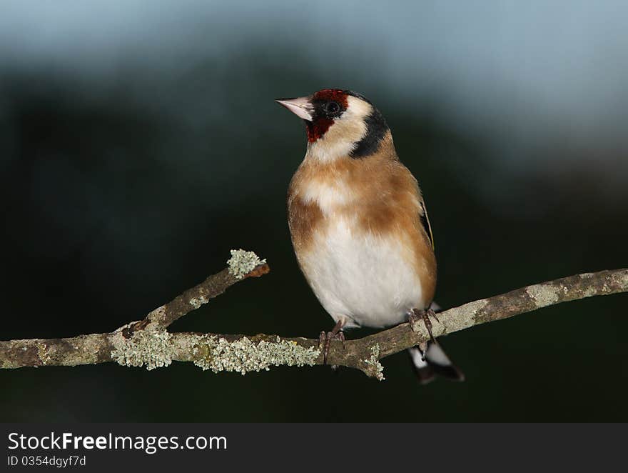 Portrait of a male Goldfinch