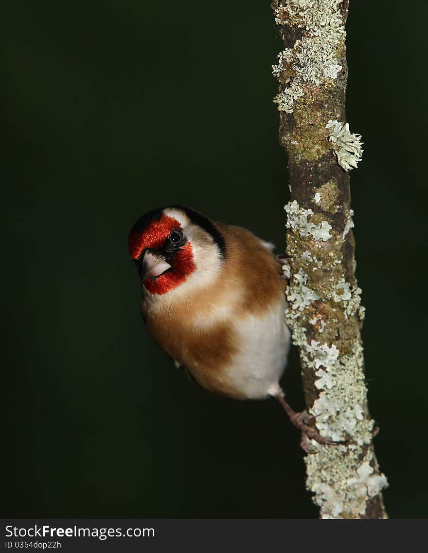 Goldfinch