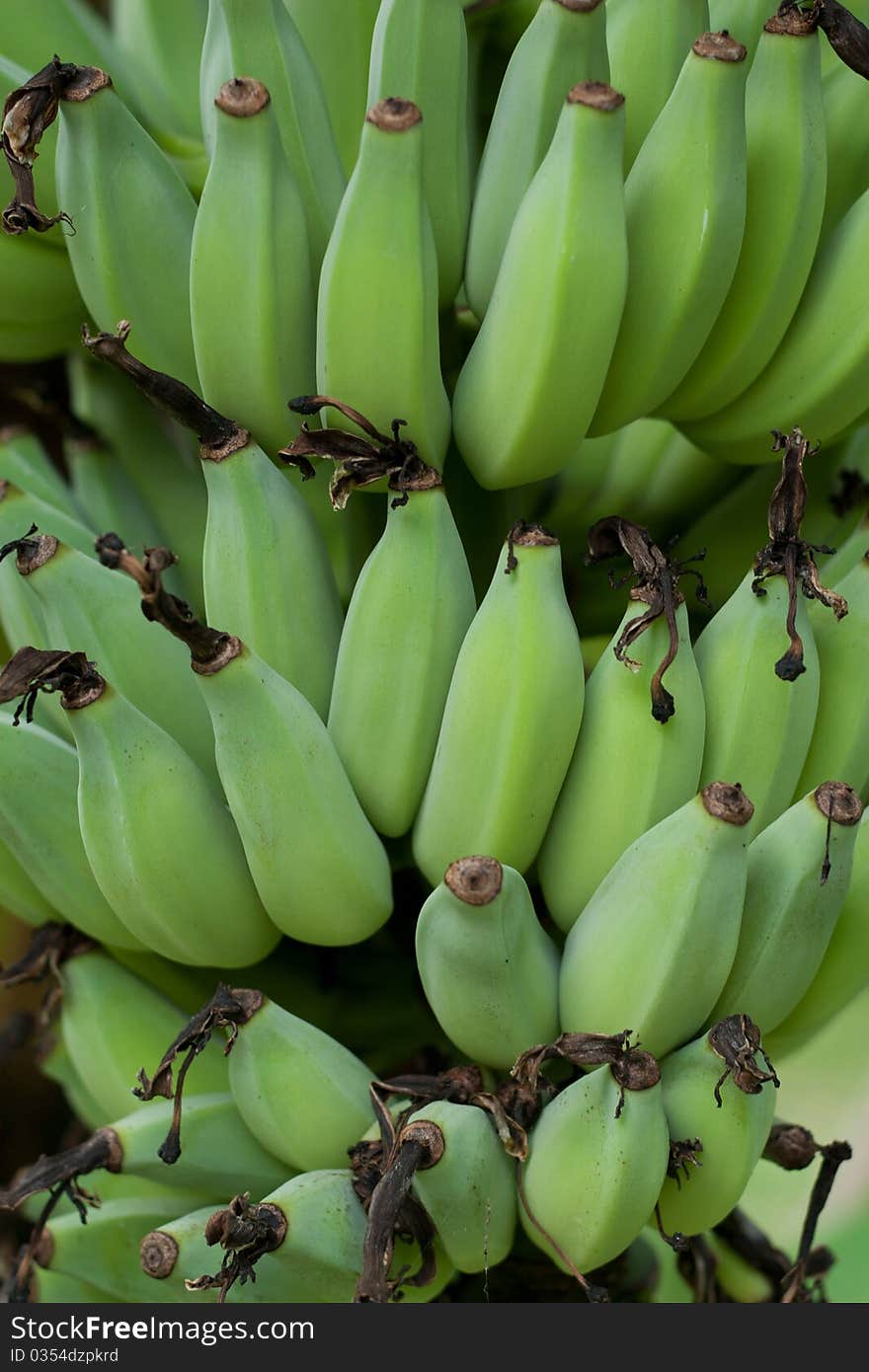 Green Bananas