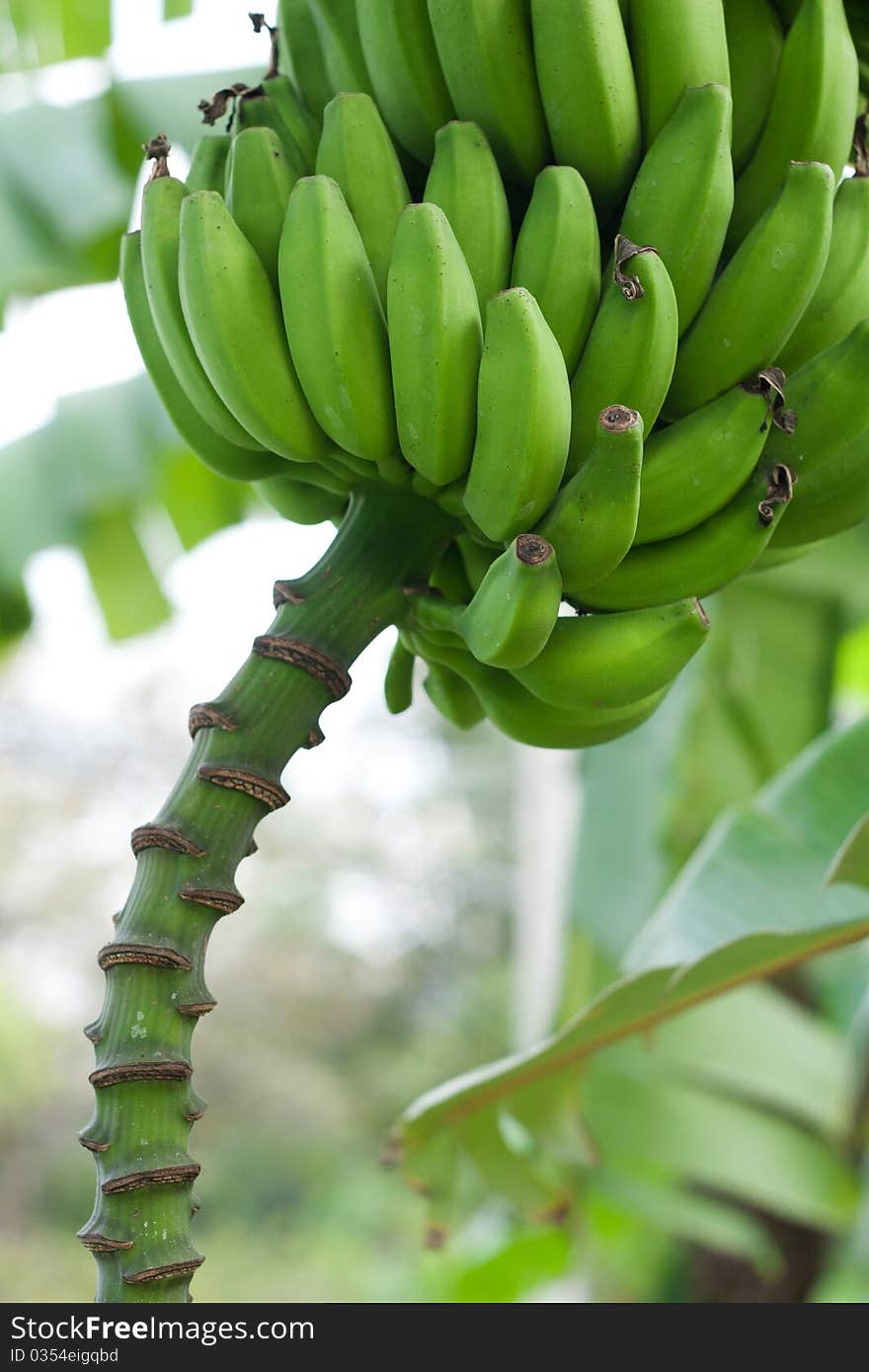 Green bananas