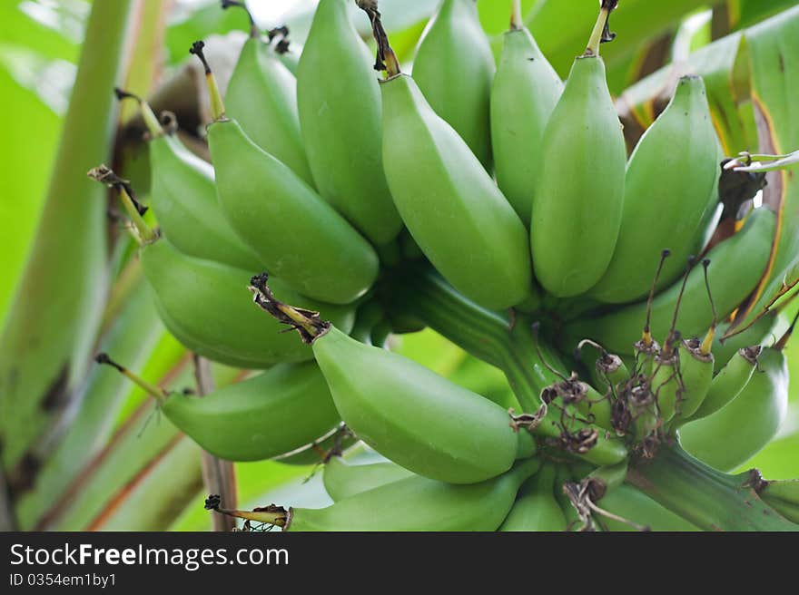 Green Bananas