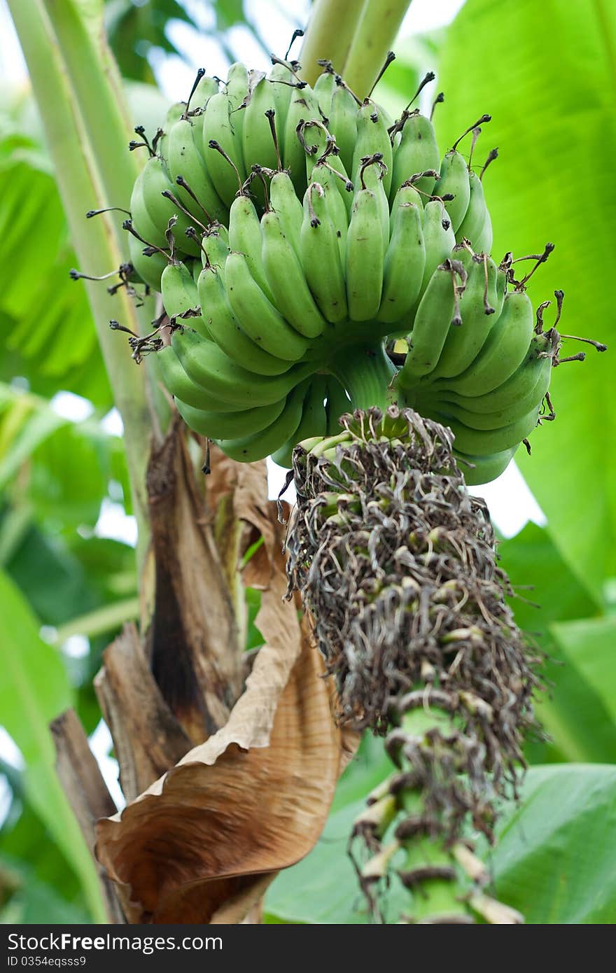 Green bananas