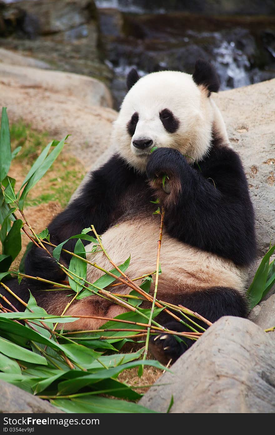 Giant panda bear eating bamboo leafs