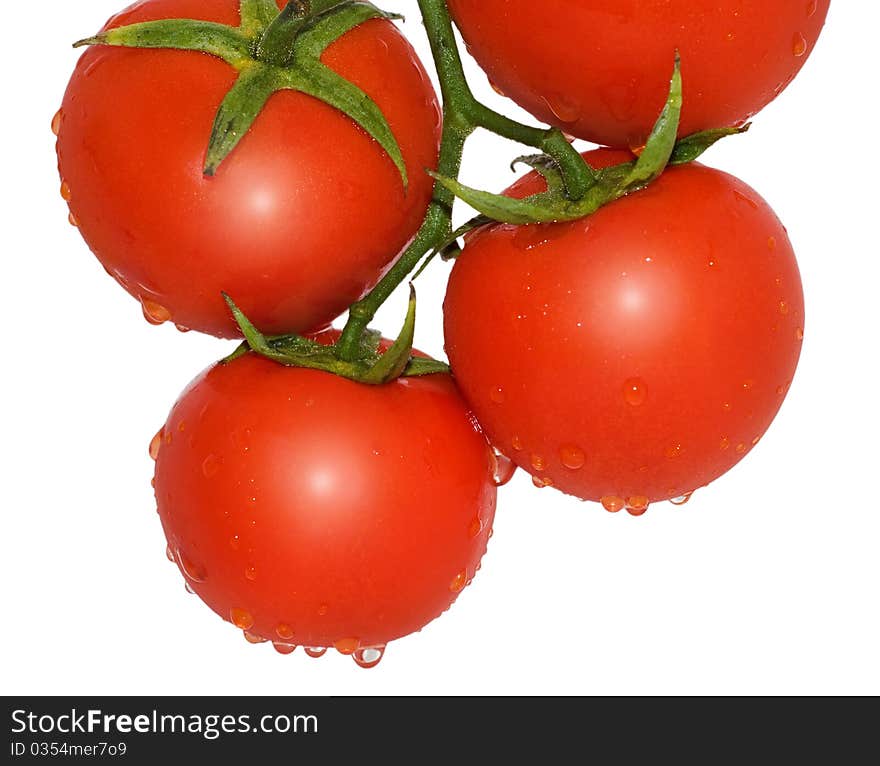 Four tomatoes on a branch