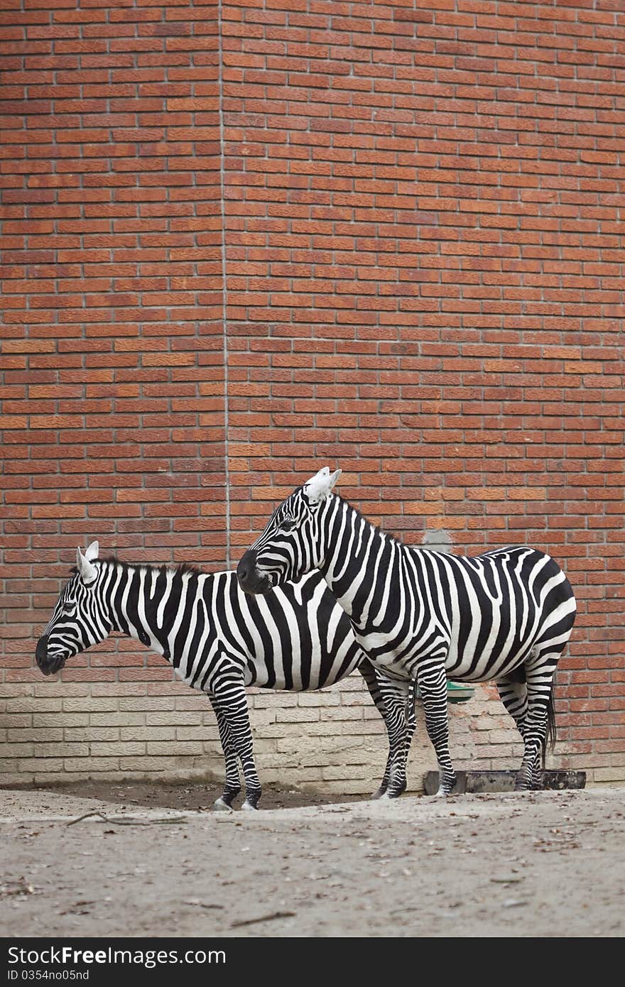 Couple of plains zebras