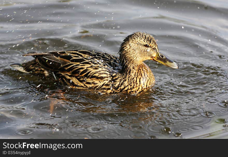 Duck in the rain