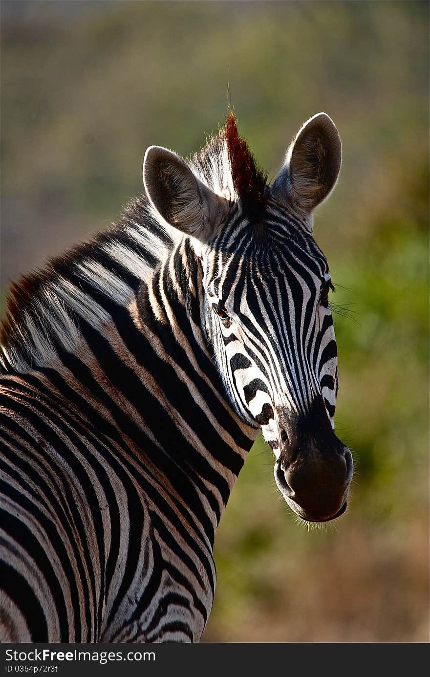 A zebra walking in the African savannah of the Kruger National Park. A zebra walking in the African savannah of the Kruger National Park