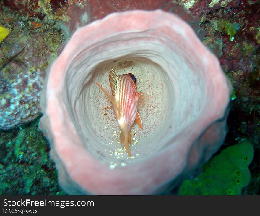 An amazing photo of a Squirrel Fish hiding down inside a barrel sponge. Can fish swim backwards to get out?. An amazing photo of a Squirrel Fish hiding down inside a barrel sponge. Can fish swim backwards to get out?