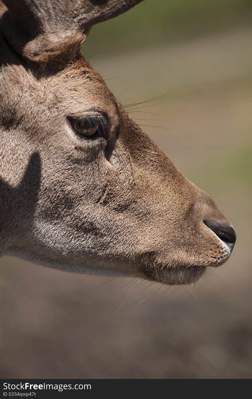 Detail of fallow deer