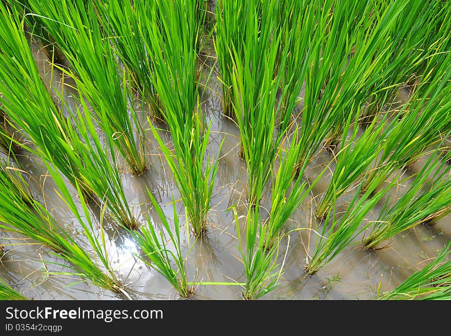 The Rice Sprout, in paddyfield in Thailand.