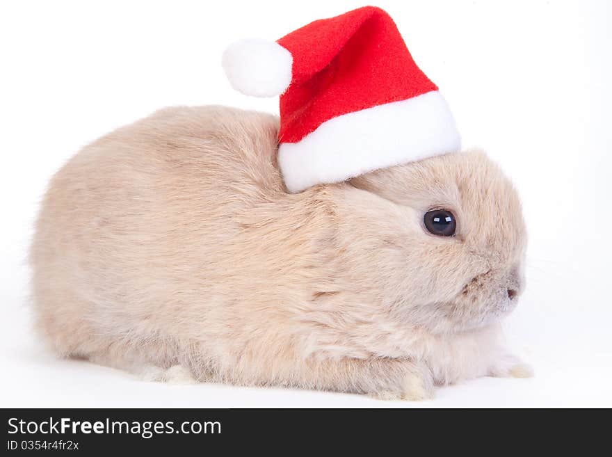 Brown rabbit in santa hat, isolated