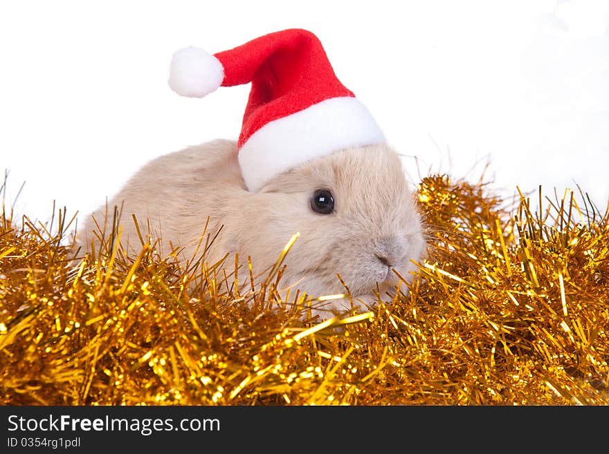 Brown rabbit in santa hat and christmas decoration