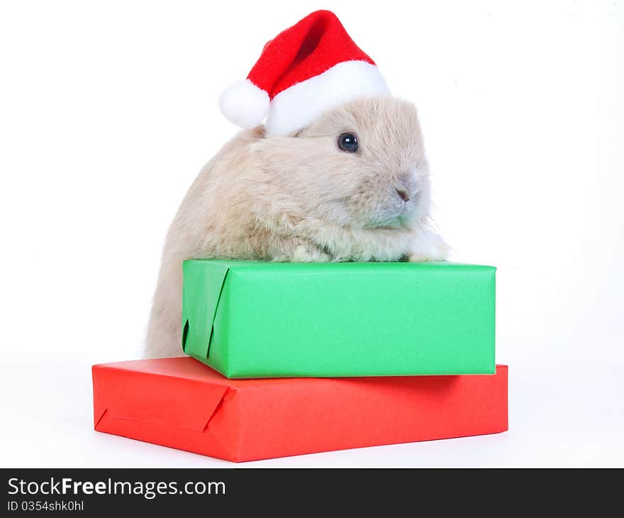 Brown rabbit in santa hat and christmas box, isolated. Brown rabbit in santa hat and christmas box, isolated