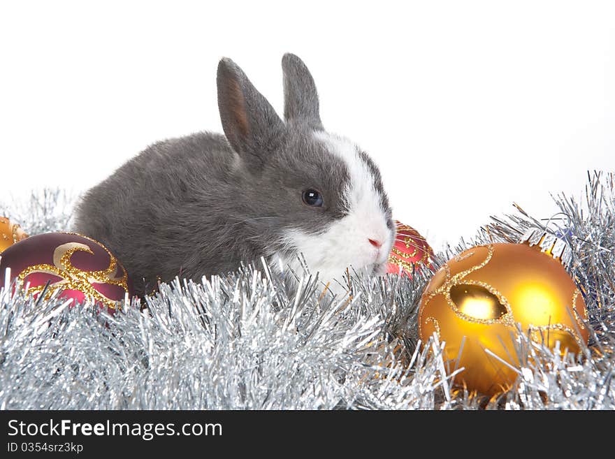 Gray rabbit and christmas decoration, isolated on white