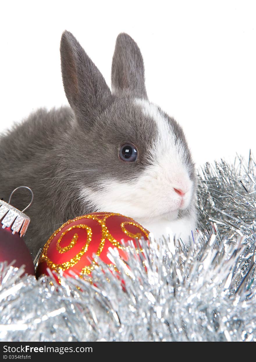 Gray rabbit and christmas decoration, isolated on white