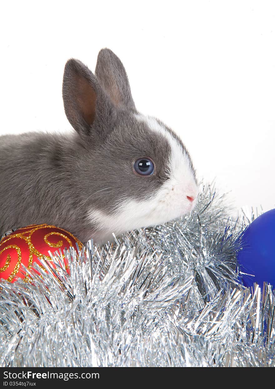 Gray rabbit and christmas decoration, isolated on white