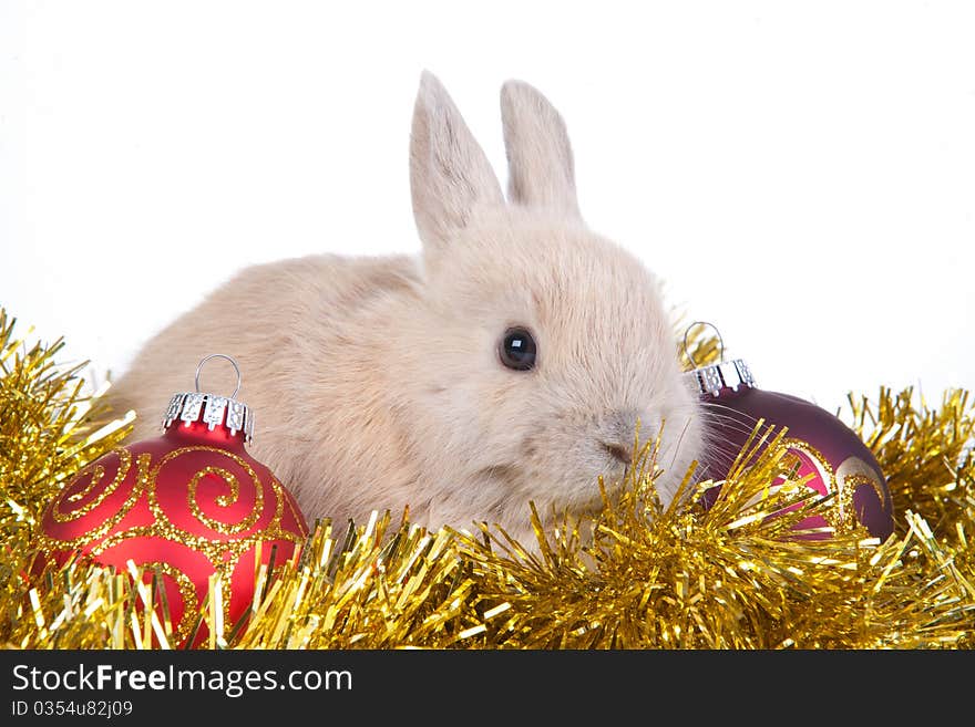 Brown rabbit and christmas decoration, isolated on white