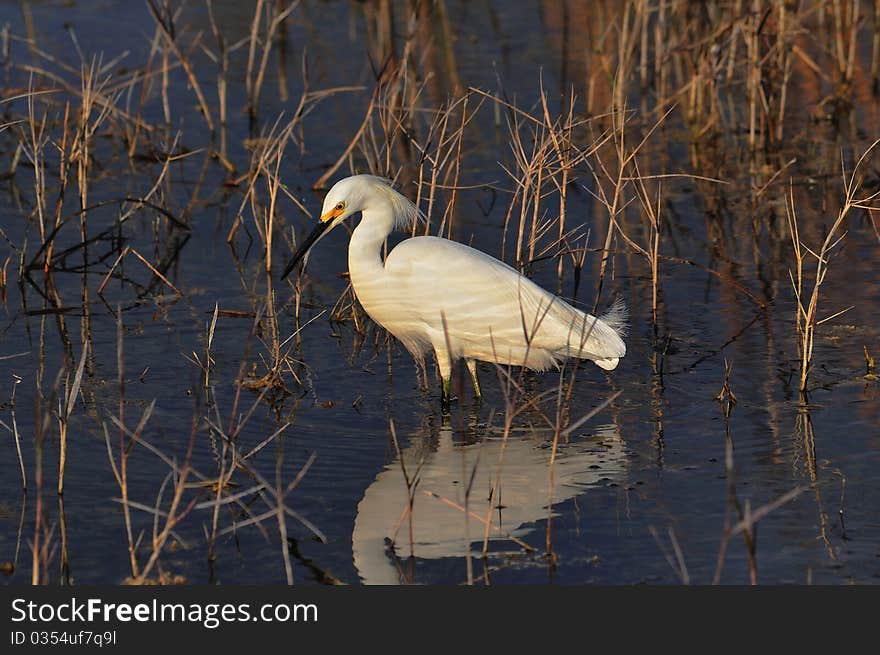 Snowy Egret