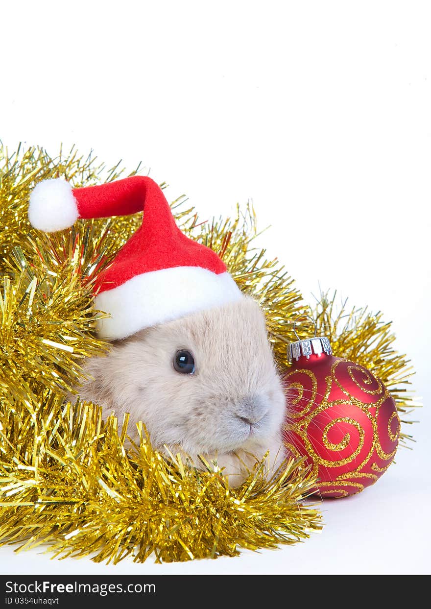 Brown rabbit in santa hat and christmas decoration, isolated on white. Brown rabbit in santa hat and christmas decoration, isolated on white