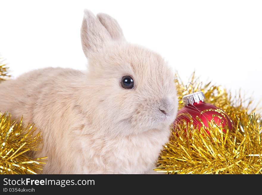 Brown rabbit and christmas decoration, isolated