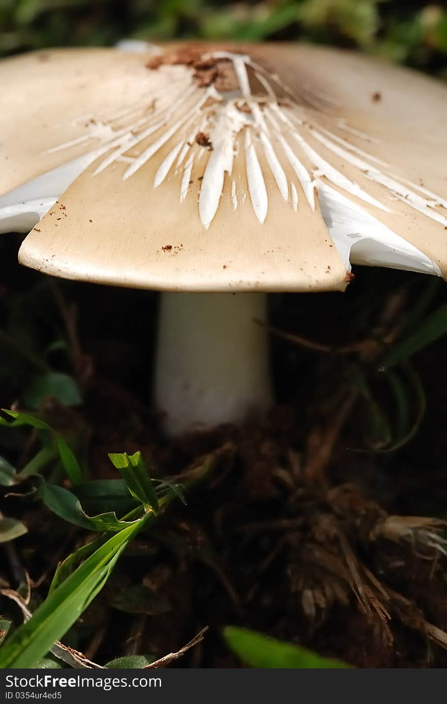 Mushroom