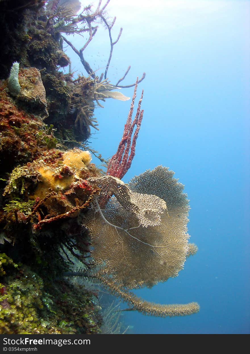 A colourful coral reef scene, showing a variety of soft corals and marine plants growing on the reef wall edge. Sea fans, sea rod sponges and the brilliant blue of the clear water.

Taken on a sunny shallow dive in the Caribbean.