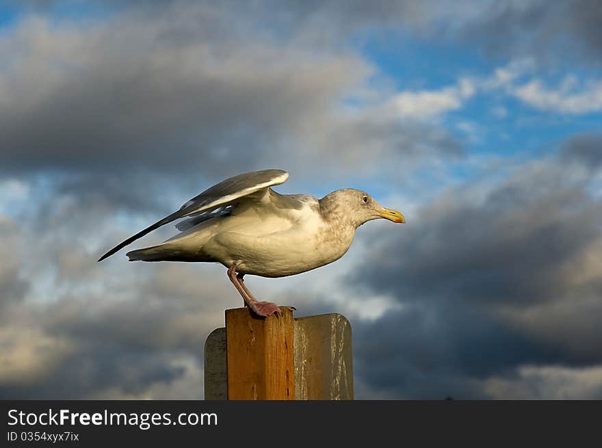 Mukilteo gull