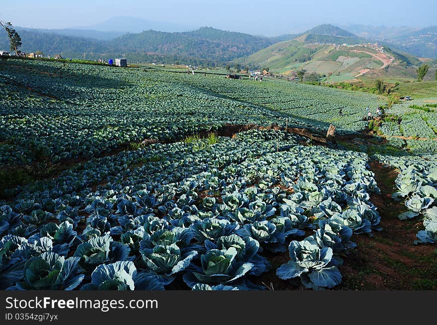 Cabbage field in Petchaboon, North of Thailand. Cabbage field in Petchaboon, North of Thailand