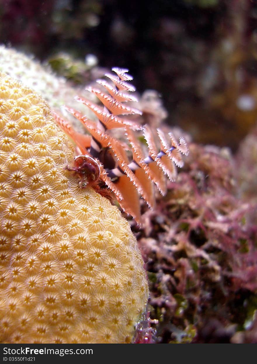 A beautiful pair of Christmas Tree worms fully exposed from their tubes hidden down inside this coral head. They filter the water with the tiny hairs on their branches and will pop back inside at the slightest disturbance. Taken on a sunny shallow dive in the Caribbean. A beautiful pair of Christmas Tree worms fully exposed from their tubes hidden down inside this coral head. They filter the water with the tiny hairs on their branches and will pop back inside at the slightest disturbance. Taken on a sunny shallow dive in the Caribbean.