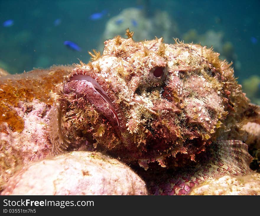 This ugly Scorpion Fish is a master of disguise and camouflage. He can look just like the coral reef he sits on, waiting for an unwary little fish to swim in too close.