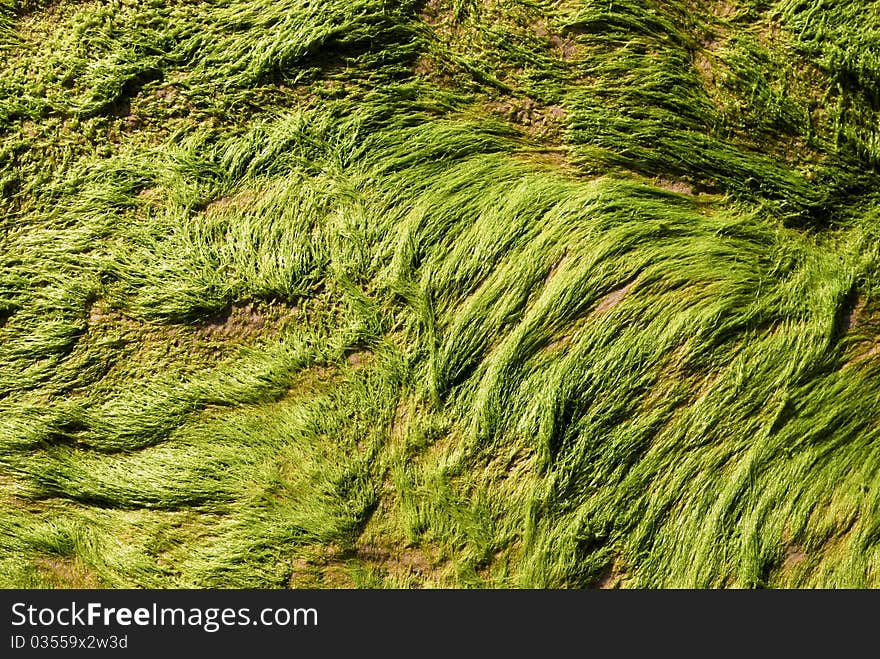 The texture of seaweed sprouted on the rocks