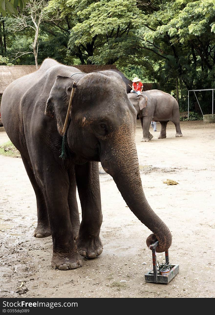 Big elephant walking and carrying a small basket