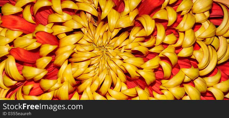 Chrysanthemum