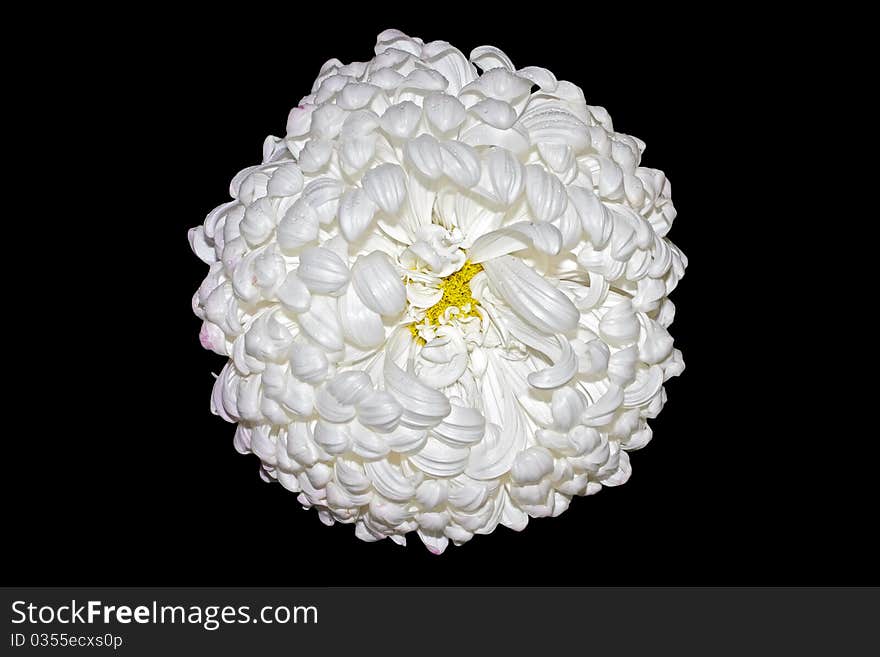 Chrysanthemum