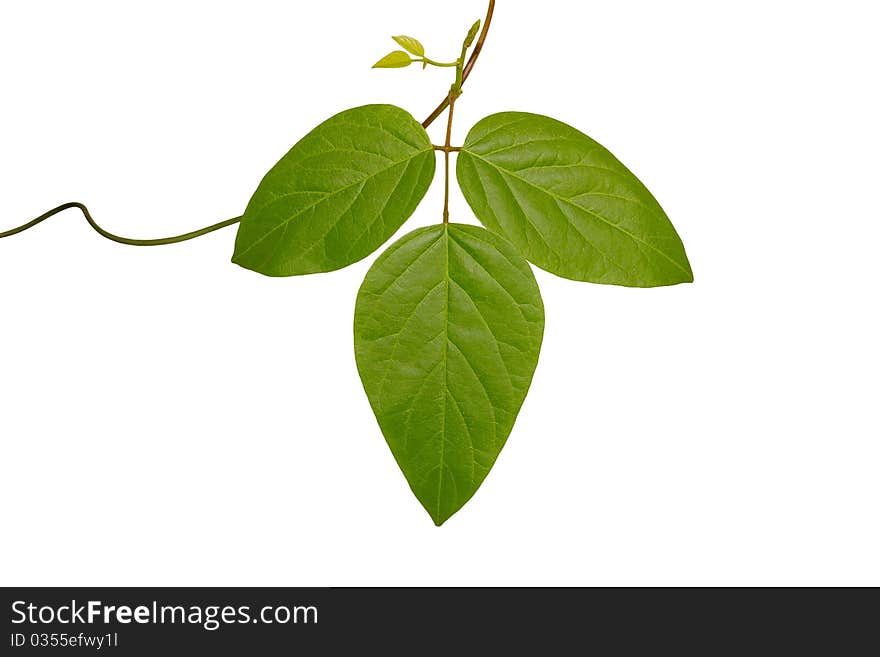 Green leaf on a white background