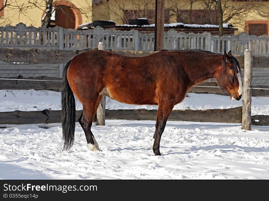 Sleepy horse in winter scenery