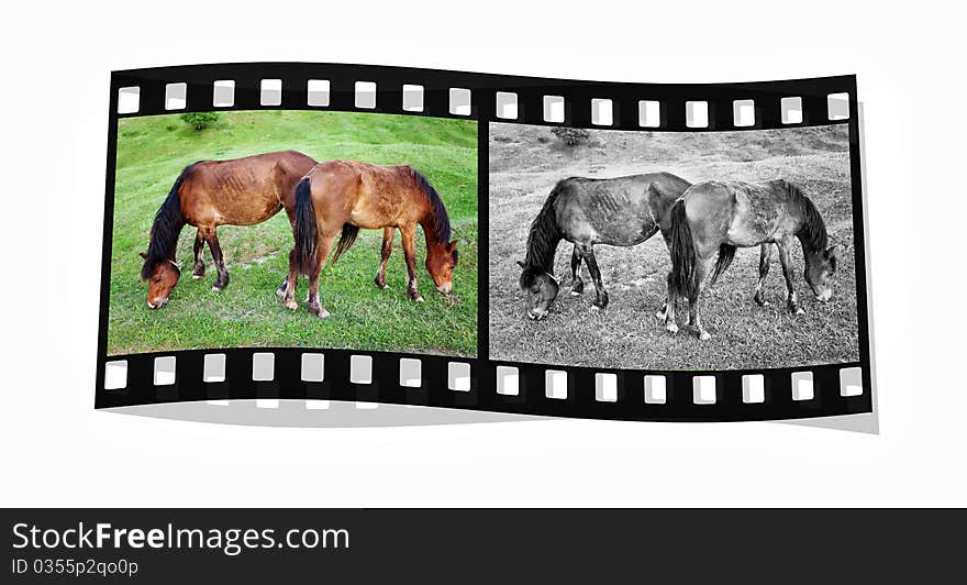 Two horses on the grassland. Two horses on the grassland