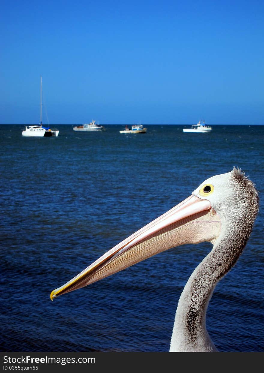 Pelican at Kangaroo Island