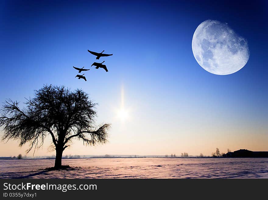 Old big tree on color background with blue sky