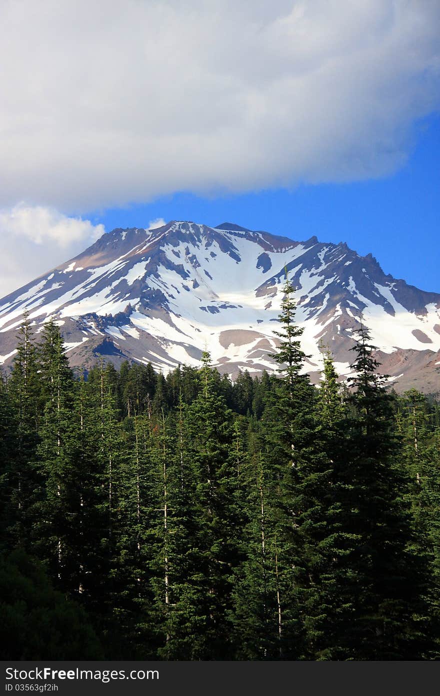 Snow-covered Mount Shasta overlooks the forest in August