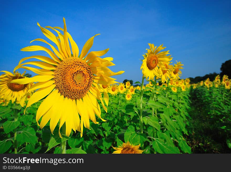 Sunflower field